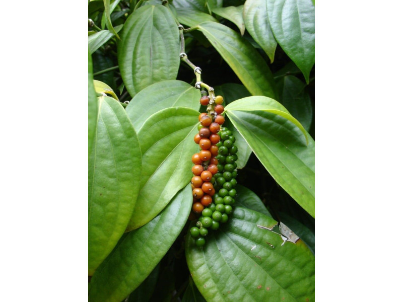 Rosveda Essential Oil Black Pepper