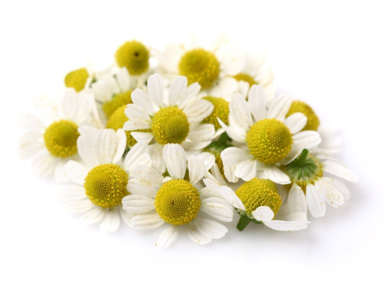 Rosveda Essential Oil Chamomile Roman