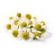 Rosveda Essential Oil Chamomile Roman