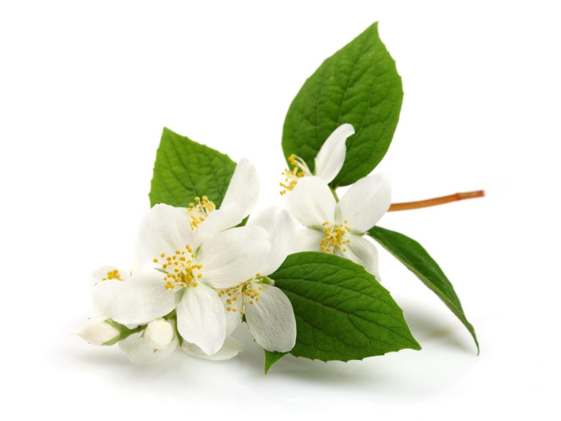 Rosveda Essential Oil Jasmine