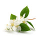 Rosveda Essential Oil Jasmine