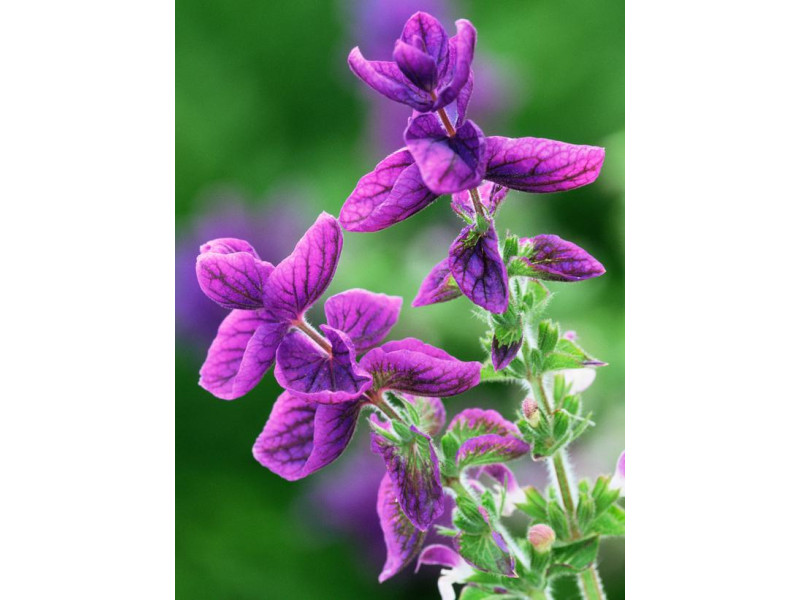 Rosveda Essential Oil Clary Sage