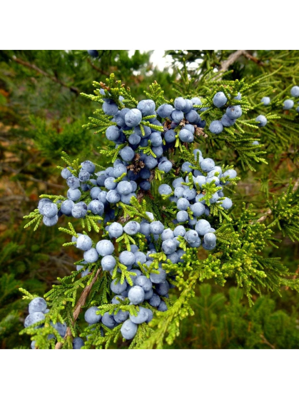 Rosveda Essential Oil Juniper