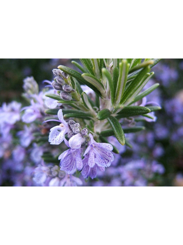 ARGITAL Εssential Oil, Rosemary