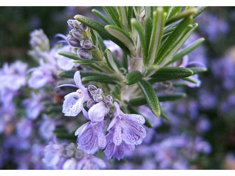 ARGITAL Εssential Oil, Rosemary