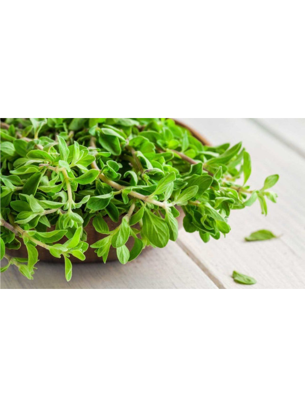 ARGITAL Εssential Oil, Marjoram