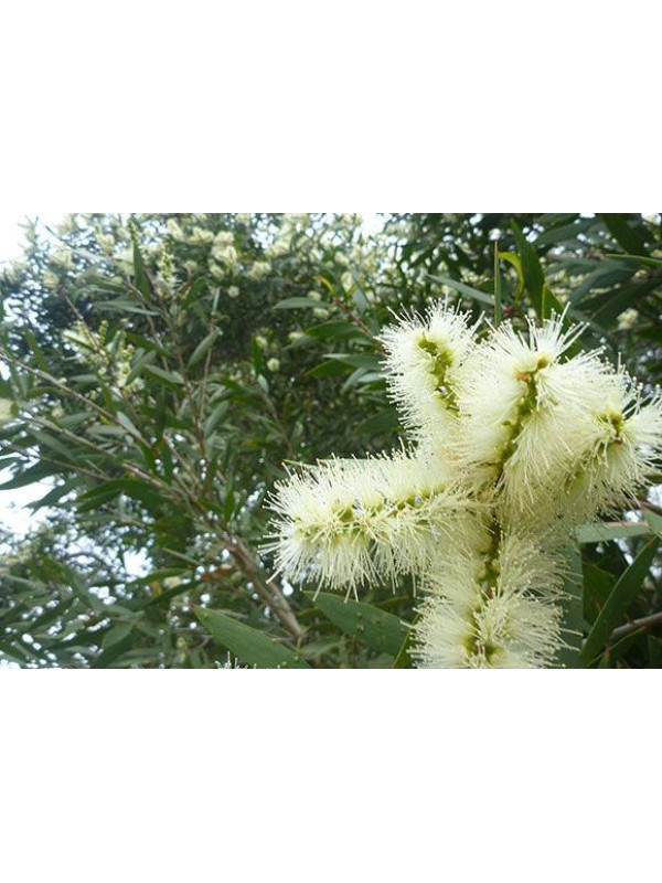 ARGITAL Εssential Oil, Niaouly