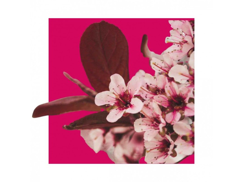 Acorelle Certified Organic Eau de Parfum Bio Harmony